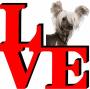 Chinese Crested Love Park Cute Dog Fridge Refrigerator Car Magnet