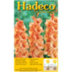 Orange Gladioli Bulbs 7-PACK