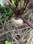 Beetroot