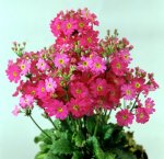 Primula Malacoides Pink Shades Seed - 100 Raw Seed