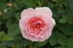 Jennifer Joy Rose Standard lollipop 50CM