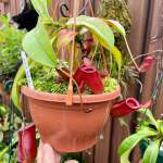 Tropical Pitcher Nepenthes Bloody Mary