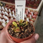 Venus Fly Trap 'rabbit Teeth' Special Import. - 2 Year Old Plant. 7.5CM Plastic Container.