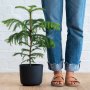 Norfolk Island Pine - 16.5CM Nursery Pot