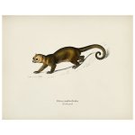 Kinkajou Print