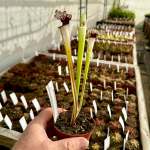 Trumpet Pitcher Sarracenia 'painted Black.' Special Import. - Medium To Large Plant. 12CM Plastic Container.