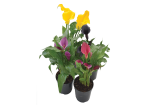 Lifestyle Zandeschia Hybrids