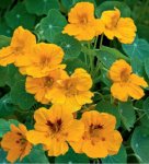 Nasturtium Golden Globe Seed - 10 G Raw Seed