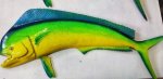 Dorado Med 80CM Mdm