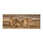 Lion Leeu Panthera Leo 11 By Fanie Heymans Rectangle Tablecloth