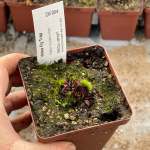Venus Fly Trap 'clayton Vulcanic Red.' Special Import. - Dormant Plant. 7.5CM Plastic Container.