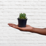 Dainty Aloe - 9CM Nursery Pot