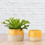 Caxi Planter - Yellow - 13CM