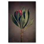 Red Protea 1 Art Print - A4 No Frame Print Only
