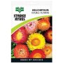 Helichrysum Double Flower Seeds