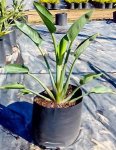 Strelitzia Reginae 20LT