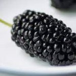 Mulberry Concentrate - 10ML