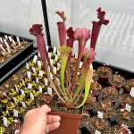 Trumpet Pitcher Sarracenia 'sarracenia 64 ' - Medium To Large Plant. 12CM Plastic Container.