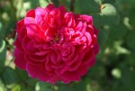 Sophys Rose 5LT