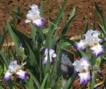 Bearded Iris Conjuration 5 Awards