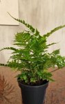 Dryopteris Erythrosora Compact 14CM Pot