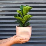 Fiddle Leaf Fig - Bambino - In 16CM Pink Poodle Planter