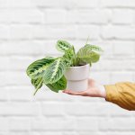Prayer Plant - Lemon Lime - In 13CM Flo White Planter