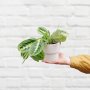 Prayer Plant - Lemon Lime - In 13CM Flo White Planter