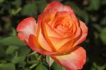 Southern Sun Hybrid Tea Rose 5LT
