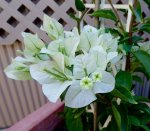 Bougainvillea Alba 20LT