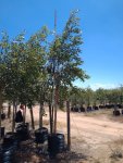 Syzygium Guineense 100LT