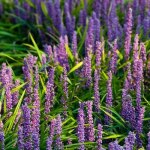 Liriope Muscari ‘big Blue’ 17CM Pot
