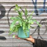 Blue Star Fern - In 16CM Teal Blue Migo Planter