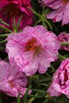 Portulaca Happy Hours Peppermint Seed - 5000 Multipelleted Seed