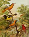 DIE Nordamerikanische Vogelwelt 14 Art Print - A1