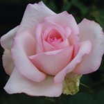 Garden Princess Hybrid Tea Rose 5LT