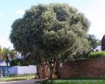 Olea Africana Wild Olive Gauteng Only - 100 Litres