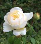 Claire Austin Rose 5LT