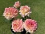 Gin & Tonic Hybrid Tea Rose 5LT