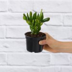 Shrek Ears Plant - 10CM Nursery Pot