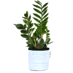 Blue Stripy Planter - Small