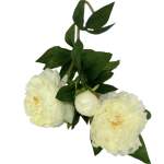 Peony White 14CM