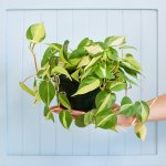 Philodendron Brasil - Large - 20CM Nursery Pot - Hanging
