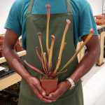 Trumpet Pitcher Sarracenia Cikizwa - Small To Medium Plant. 7.5CM Plastic Container.