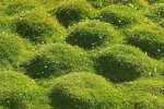 Sagina Subulata Scotch Moss Green 15CM Pot