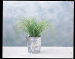 Carex Frosted Curls Seed - 25 Raw Seed
