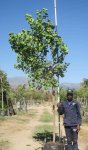 Dombeya Rotundifolia 100LT