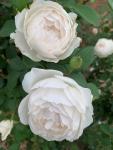 Desdemona Auskindling Rose 5LT