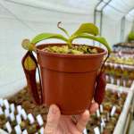 Tropical Pitcher Nepenthes 'spathulata X Mira X Bill Bailey'