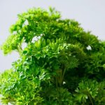 Parsley Curly 30G Gh